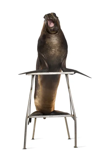 California Sea Lion, 17 años, de pie sobre un taburete sobre fondo blanco —  Fotos de Stock