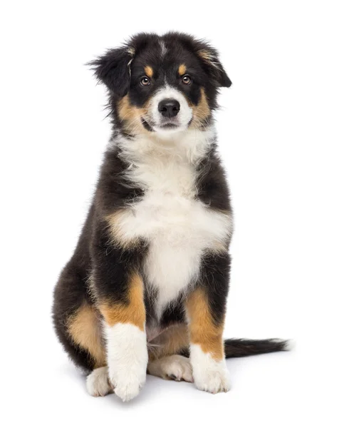 Australische herder, 3 maanden oud, zitten en kijken naar camera tegen witte achtergrond — Stockfoto