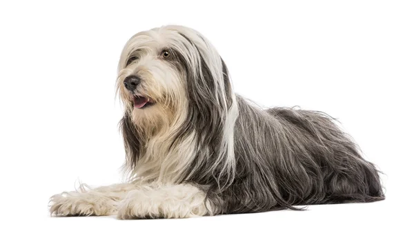 Collie barbudo, 5 años, acostado sobre fondo blanco — Foto de Stock