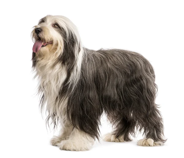 Bearded Collie, 5 years old, standing against white background — Stock Photo, Image