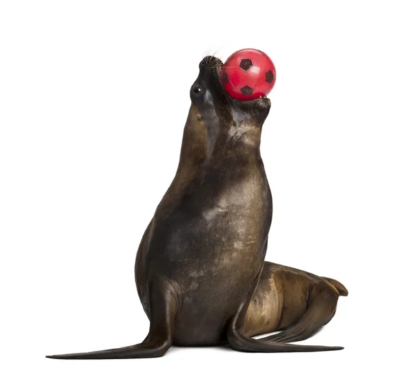 California Sea Lion, 17 años, jugando con pelota sobre fondo blanco — Foto de Stock