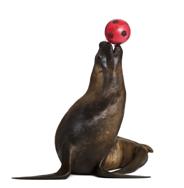 California Sea Lion, 17 años, jugando con pelota sobre fondo blanco — Foto de Stock