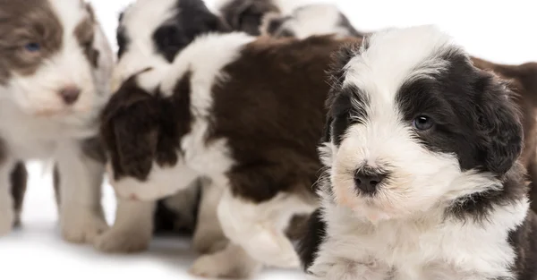 Close-up op een bearded collie puppy, 6 weken oud, en met anderen in de achtergrond tegen witte achtergrond — Stockfoto