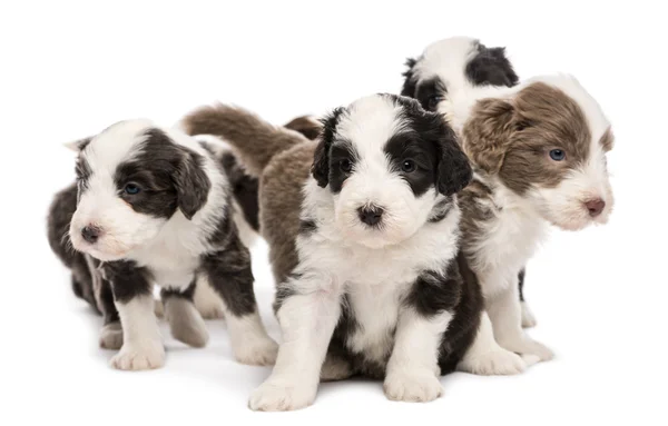 Barbuti Collie cuccioli, 6 settimane, seduti insieme su sfondo bianco — Foto Stock