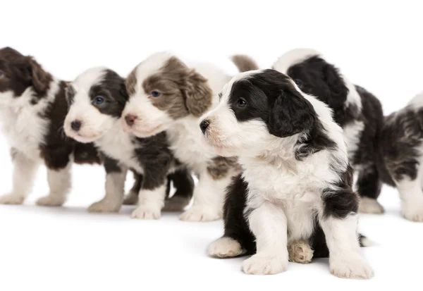 Bearded Collie puppies, 6 weeks old, sitting, standing and looking away. Focus on foreground against white background — Stock Photo, Image