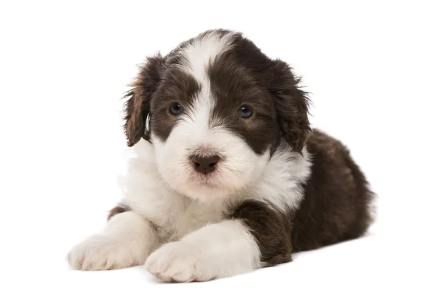 Bearded Collie puppy, 6 weeks old, lying against white background — Stock Photo, Image