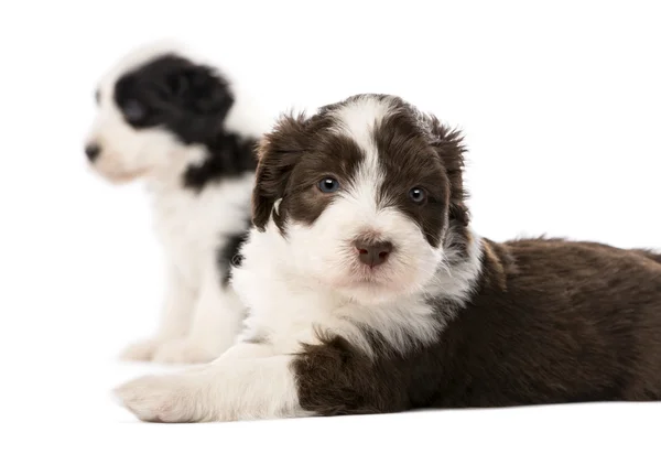 Barbuto Collie cuccioli, 6 settimane, sdraiato su sfondo bianco — Foto Stock