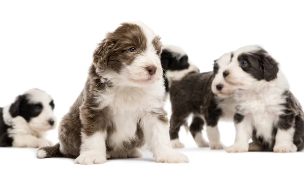 Bearded collie puppies, 6 weken oud, zitten, liggen en staan met focus op de een op de voorgrond tegen witte achtergrond — Stockfoto