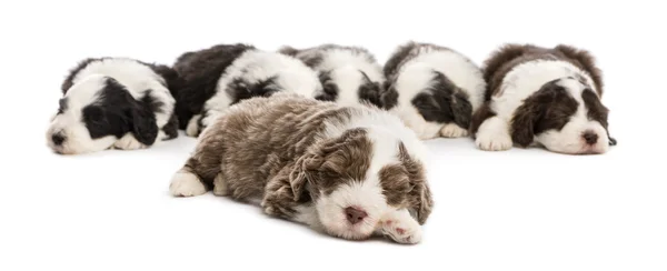 Cachorros barbudos de Collie, 6 semanas de edad, acostados sobre fondo blanco — Foto de Stock