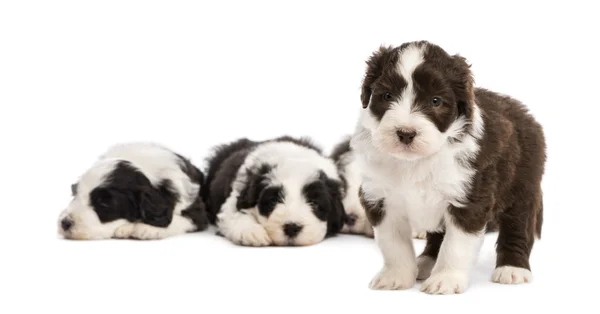 Bearded Collie puppy, 6 weeks old, standing and in the background others are sleeping against white background — Stock Photo, Image