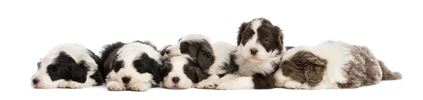 Gruppo di cuccioli di Collie barbuti, 6 settimane, che dormono di fila sullo sfondo bianco — Foto Stock