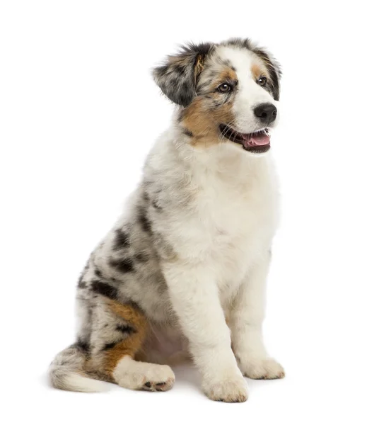 Australian Shepherd puppy, 3 months old, sitting and looking away against white background — Stock Photo, Image