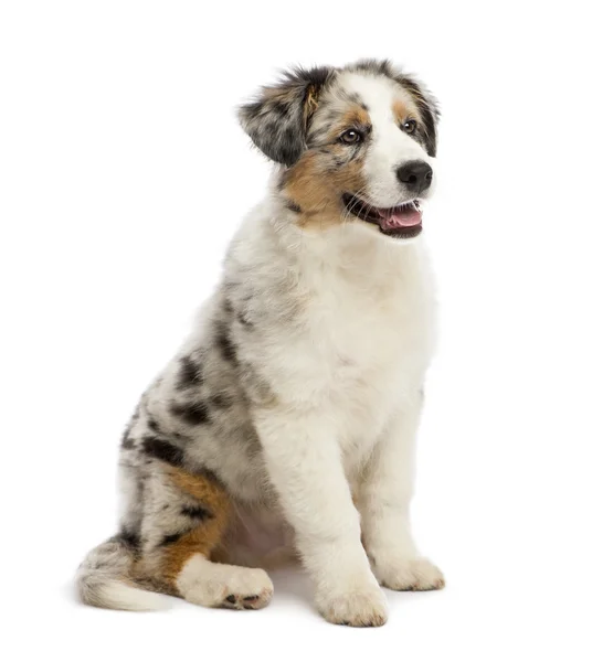 Australian Shepherd cucciolo, 3 mesi, seduto e guardando lontano sullo sfondo bianco — Foto Stock