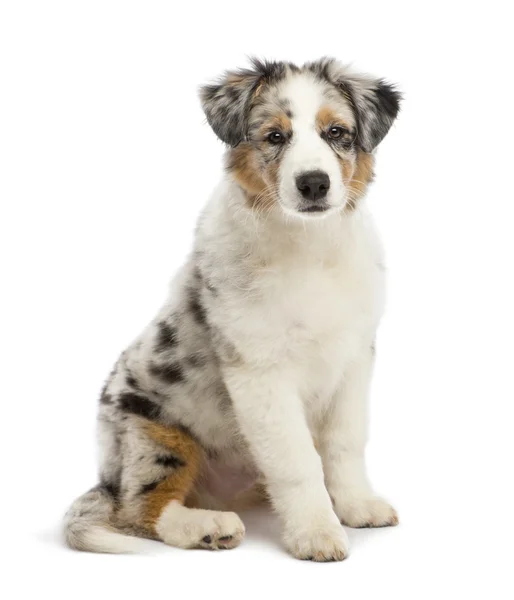 Australian Shepherd puppy, 3 months old, sitting and looking at camera against white background — Stock Photo, Image