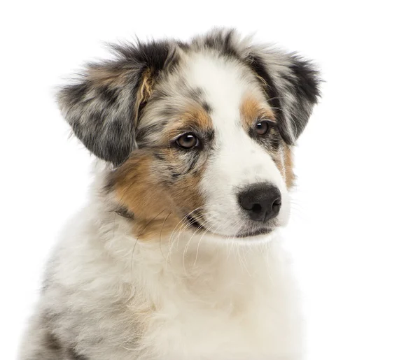 Close up of an Australian Shepherd puppy, 3 months old, looking away against white background — Stockfoto