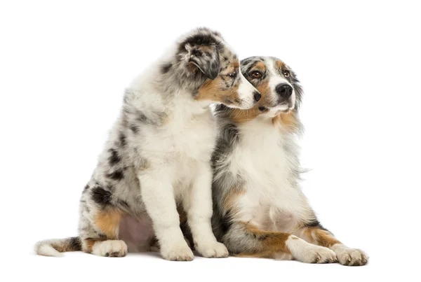 Australian Shepherd puppy, 3 months old, sitting next to its mother against white background — Stock Photo, Image