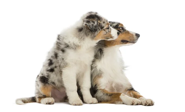 Australian Shepherd puppy, 3 months old, sitting next to its mother against white background — Stock Photo, Image