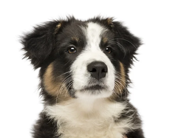 Close up of an Australian Shepherd puppy, 3 months old, looking away against white background — Stock Photo, Image