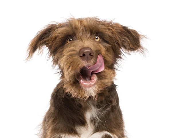 Primer plano de un Crossbreed, 5 meses de edad, lamiendo los labios sobre fondo blanco — Foto de Stock