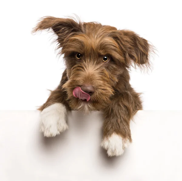 Crossbreed, 5 meses, apoiando-se em um painel branco e lambendo lábios contra fundo branco — Fotografia de Stock