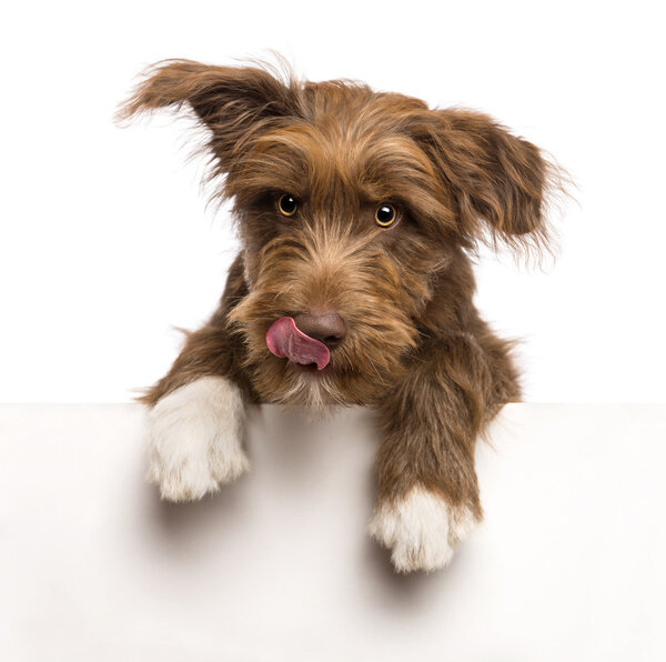 Crossbreed, de 5 meses de edad, apoyado en un panel blanco y lamiendo los labios sobre fondo blanco — Foto de Stock