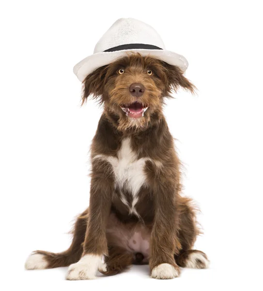 Crossbreed, 5 months old, sitting wearing a white hat against white background — Stock Photo, Image
