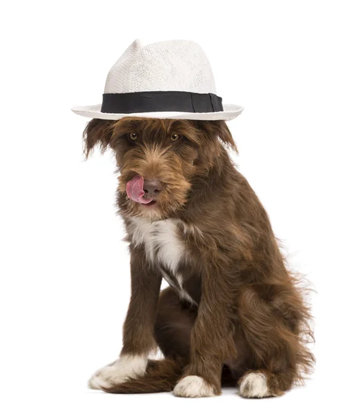 Crossbreed, 5 mesi, seduto indossando un cappello bianco e leccare le labbra su sfondo bianco — Foto Stock