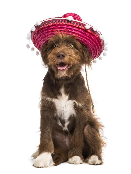 Crossbreed, 5 meses de edad, sentado y usando un sombrero sobre fondo blanco — Foto de Stock