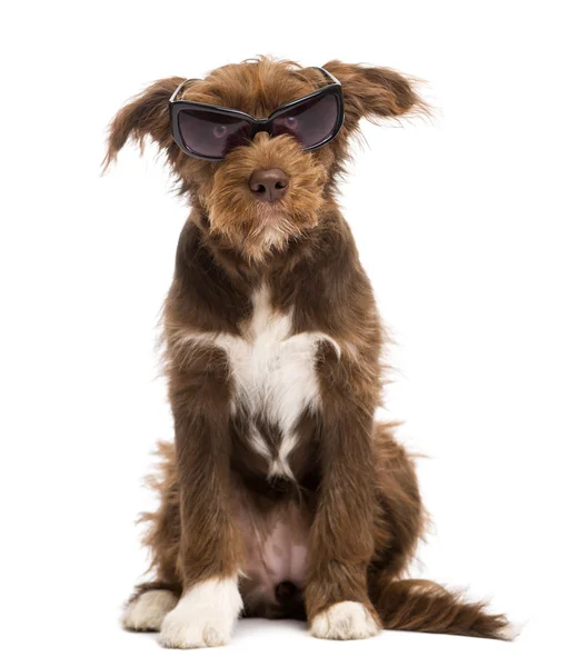 Crossbreed, 5 meses de edad, sentado y usando gafas de sol, sobre fondo blanco — Foto de Stock