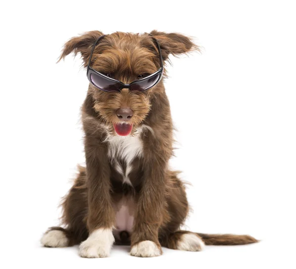 Crossbreed, 5 meses, sentado e usando óculos de sol contra fundo branco — Fotografia de Stock