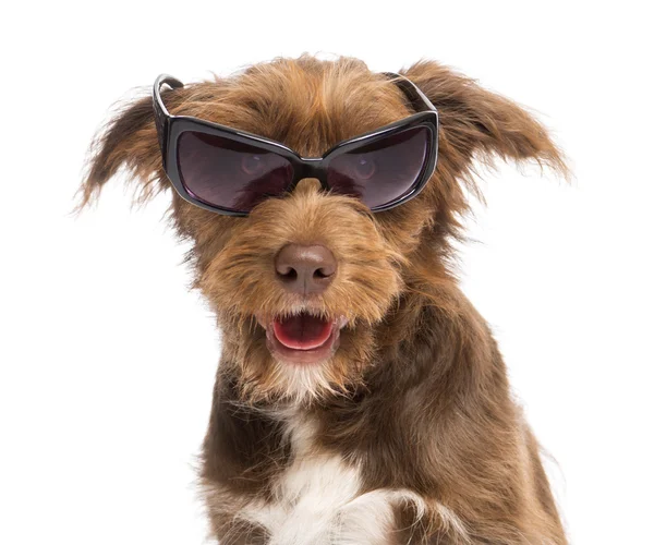 Close-up of a Crossbreed, 5 months old, wearing sunglasses against white background — Stock Photo, Image