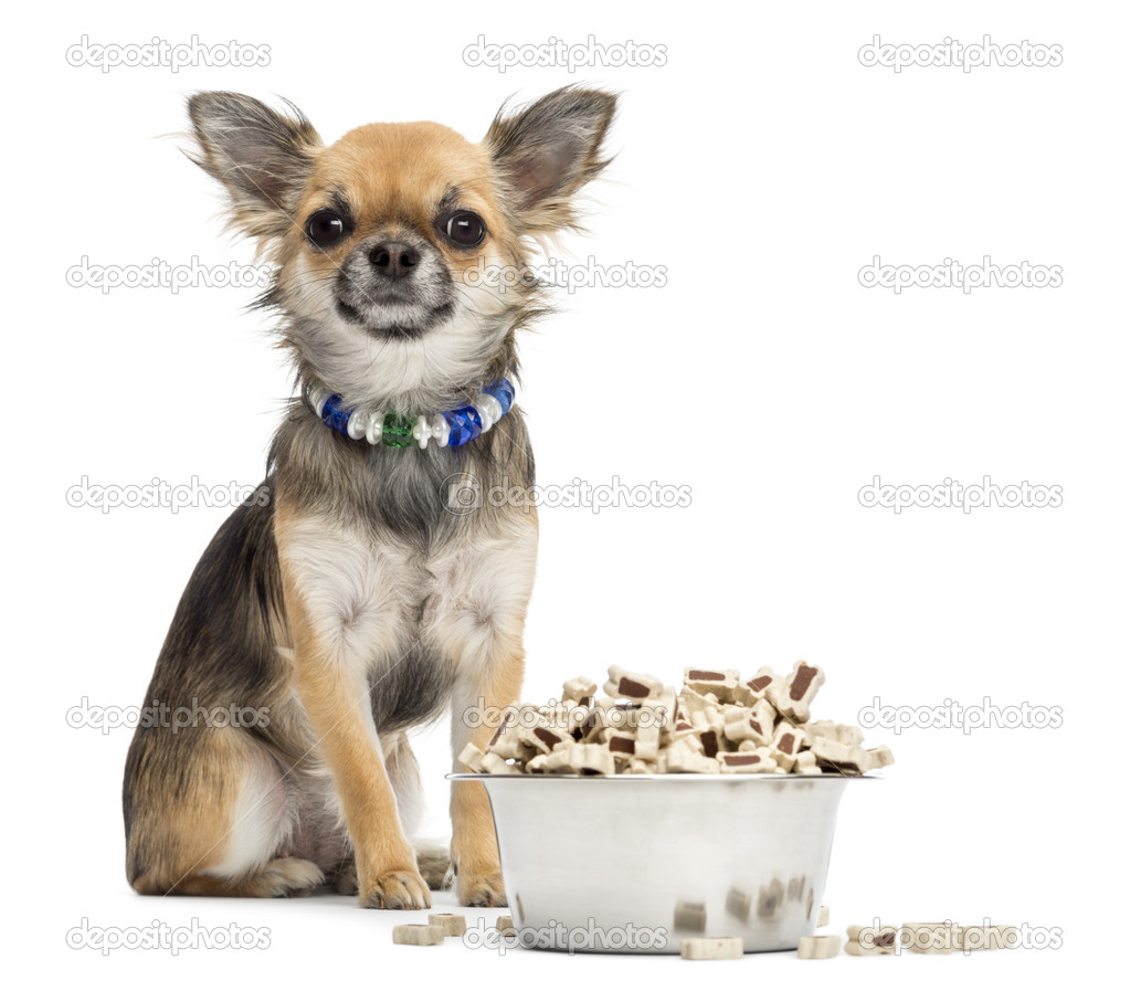 Chihuahua sitting next to bowl of food and looking at camera against white background