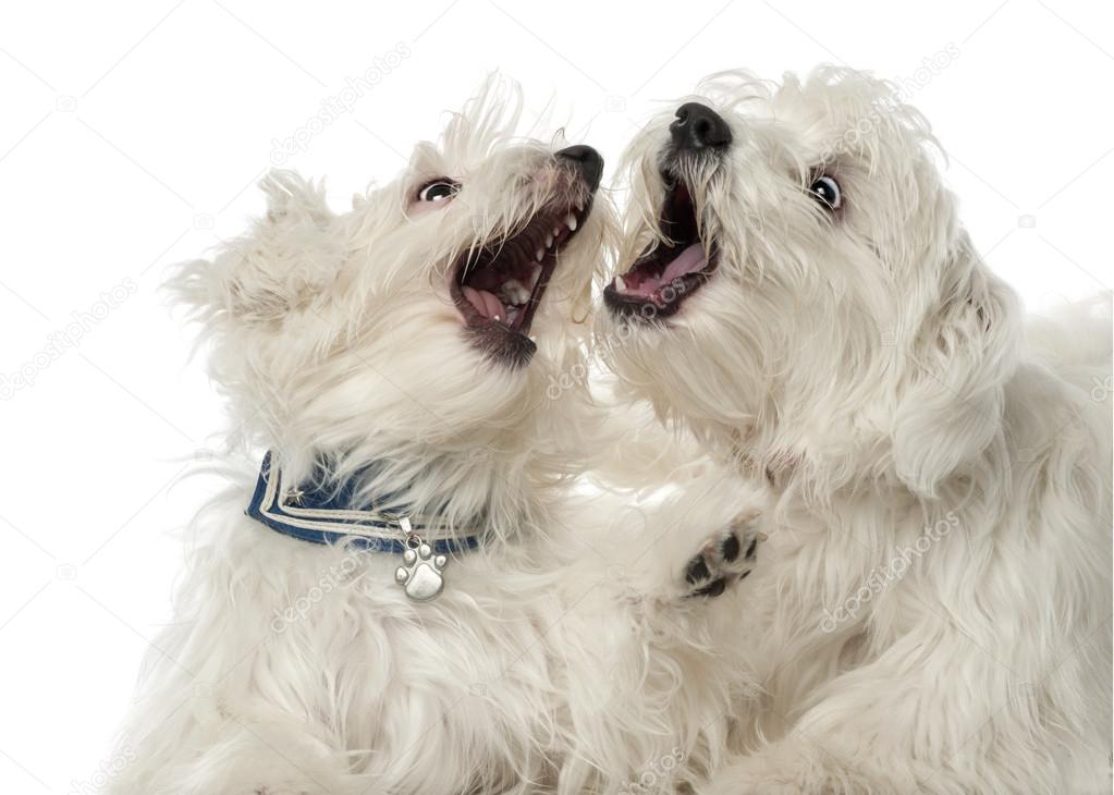 Two Maltese dogs, 2 years old, play fighting against white background
