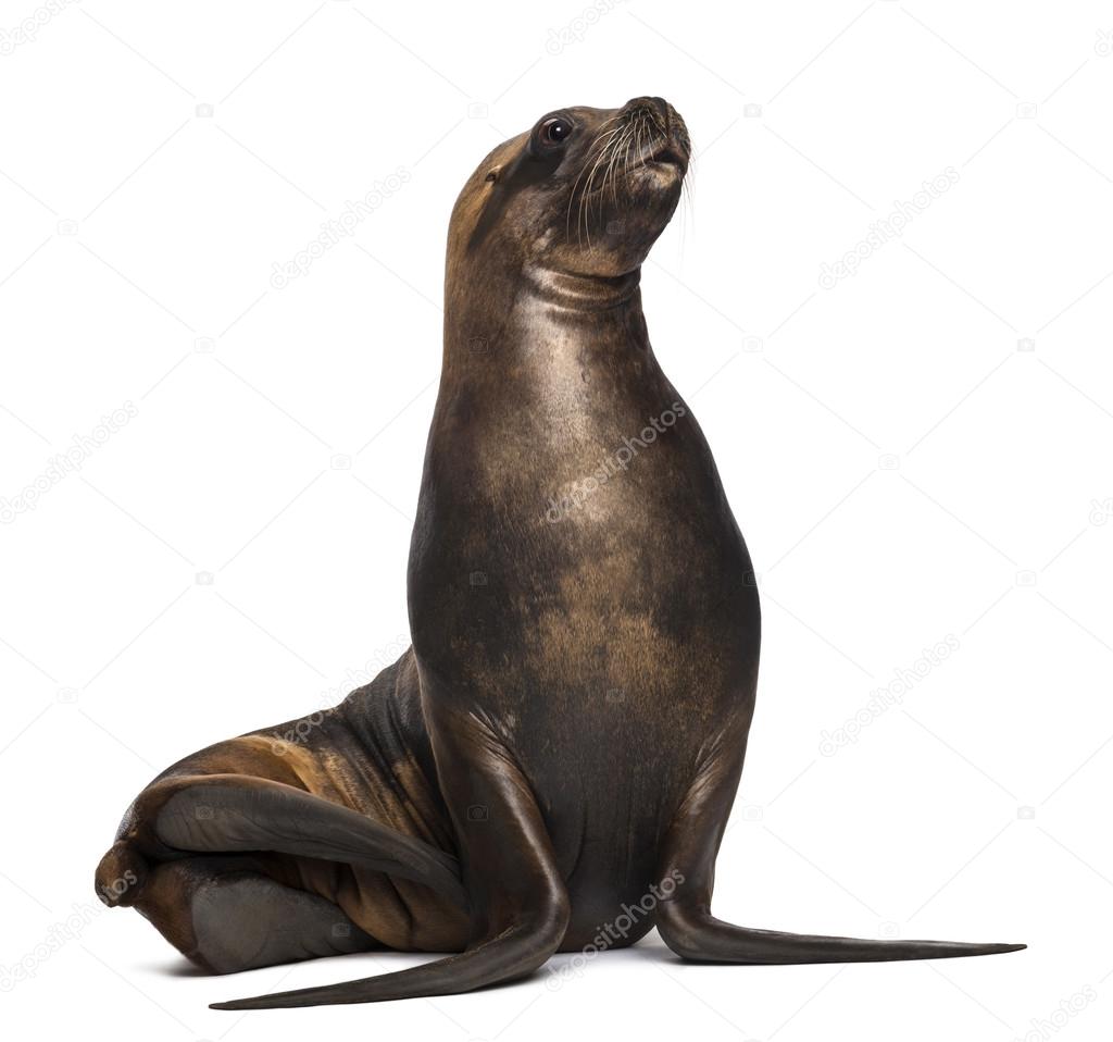 California Sea Lion, 17 years old, looking up against white background