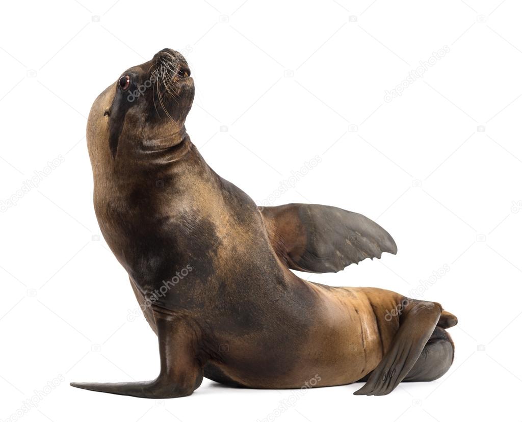 California Sea Lion, 17 years old, lying against white background