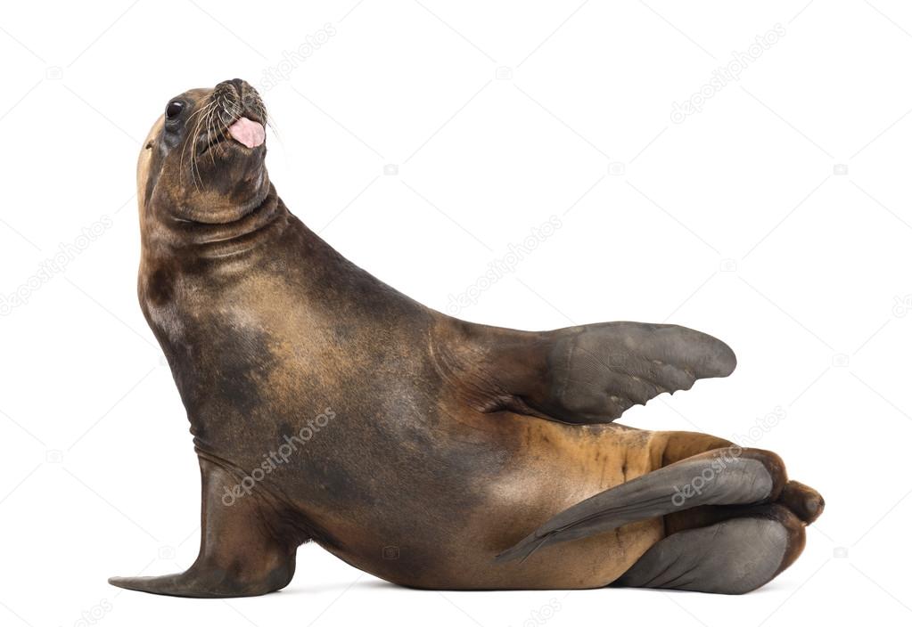 California Sea Lion, 17 years old, lying and sticking out its tongue against white background