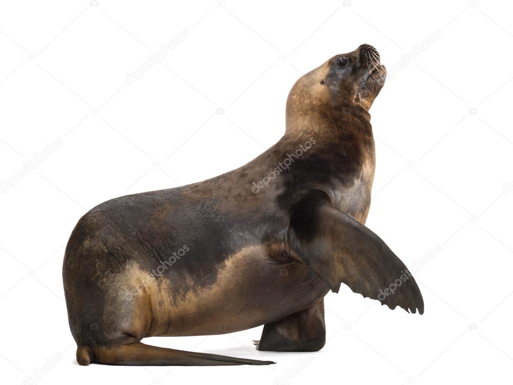 California Sea Lion, 17 years old, giving its paw against white background