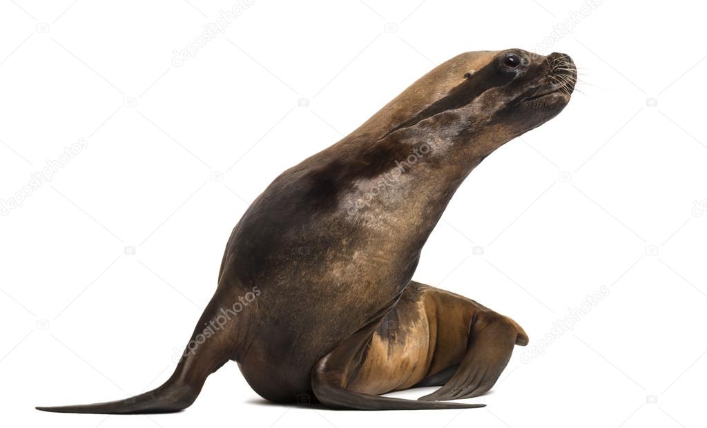 California Sea Lion, 17 years old, looking right against white background