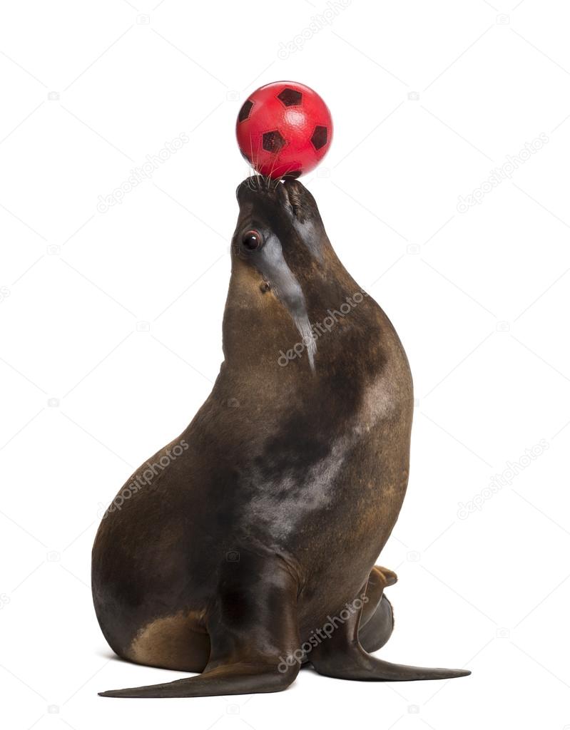 California Sea Lion, 17 years old, playing with ball against white background