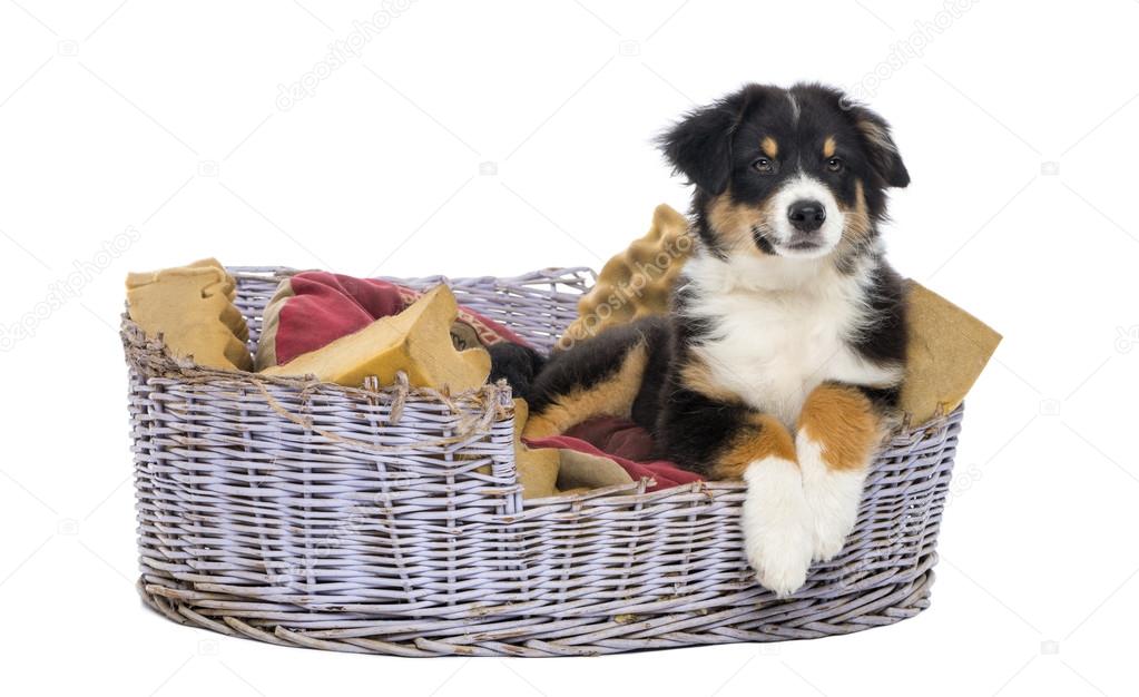 Australian Shepherd, 3 months old, lying in dog bed against white background