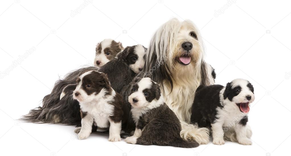 Bearded Collie puppies, 6 weeks old, around their mother sitting against white background