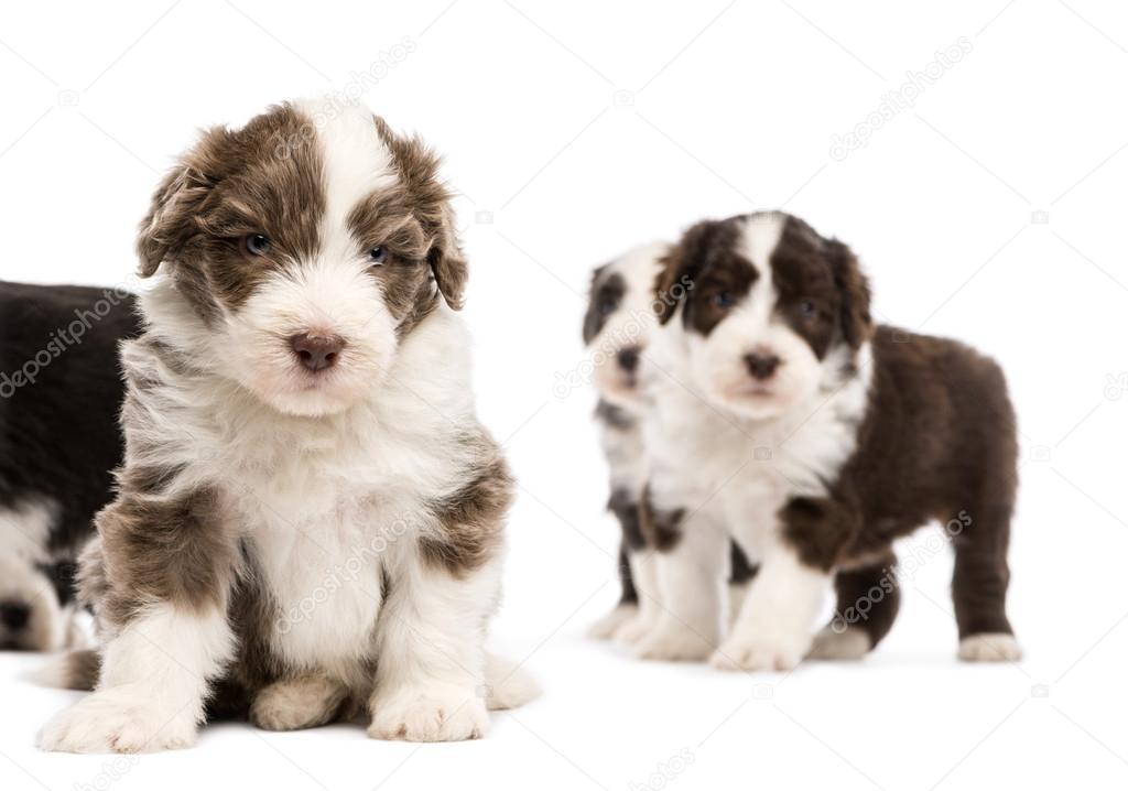 Bearded Collie puppies, 6 weeks old, sitting, lying and standing with focus on the one in the foreground against white background