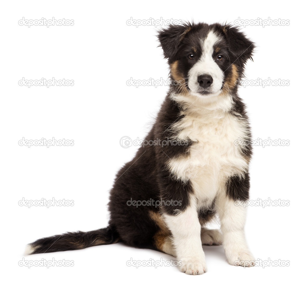 Australian Shepherd puppy, 3 months old, sitting and looking at camera against white background