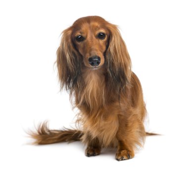 Dachshund, 4 yıl yaşlı, oturma ve beyaz arka plan kamera bakıyor