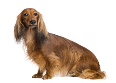 Dachshund, 4 yıl yaşlı, oturma ve uzağa beyaz arka planı arıyorum
