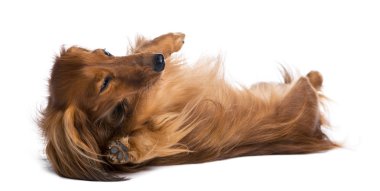 Beyaz backgrou karşı arkasında yatan dachshund, 4 yaşında