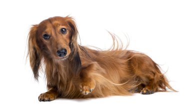 dachshund, 4 yaşında, beyaz arka planı yalan