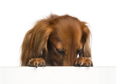 Dachshund, 4 yıl yaşlı, bir beyaz tahta eğilerek ve beyaz arka planı aşağı bakıyor