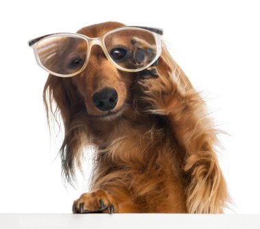 Dachshund, 4 yıl yaşlı, bir beyaz tahta eğilerek ve beyaz arka plan karşı gözlük