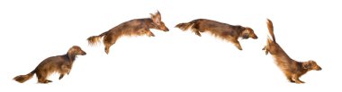 dachshund, 4 yaşında, beyaz arka planı zıplama yan görünüm kompozisyon
